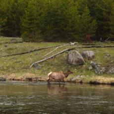 Yellowstone - East entrance