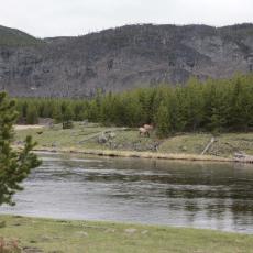 Yellowstone - East entrance