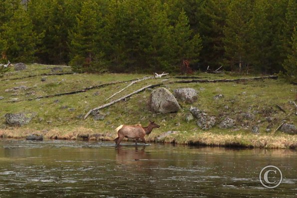 Yellowstone - East entrance