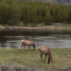 Yellowstone - East entrance