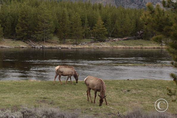 Yellowstone - East entrance