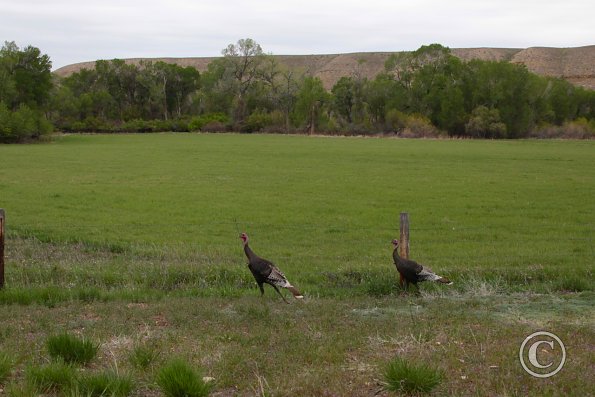 Wild turkeys