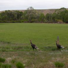Wild turkeys