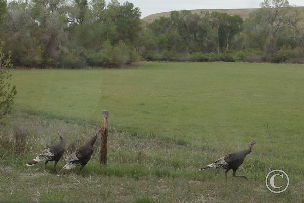 Wild turkeys