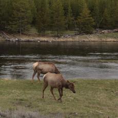 Yellowstone - East entrance