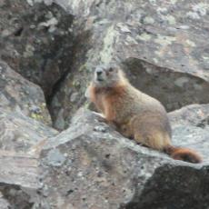 Marmot