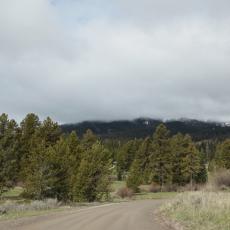 Yellowstone Wolf and Grizzly Center