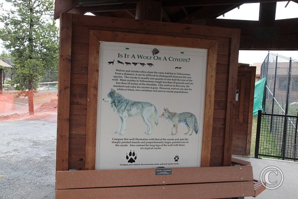 Yellowstone Wolf and Grizzly Center