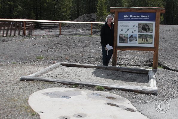 Yellowstone Wolf and Grizzly Center