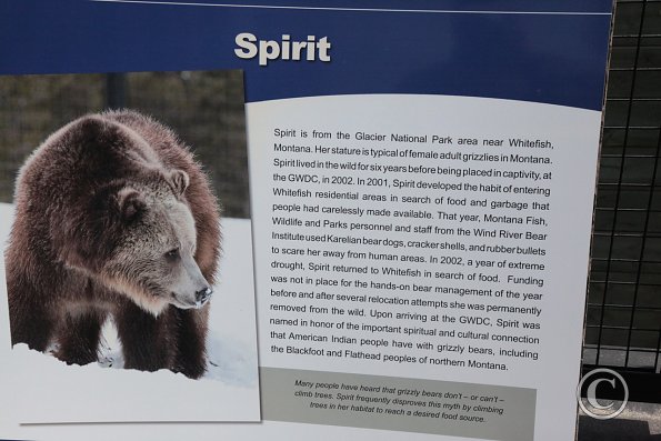 Yellowstone Wolf and Grizzly Center