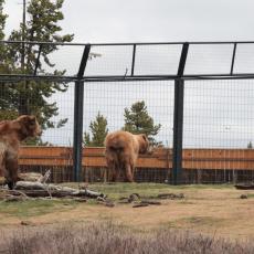 Yellowstone Wolf and Grizzly Center