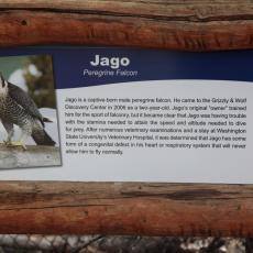 Yellowstone Wolf and Grizzly Center