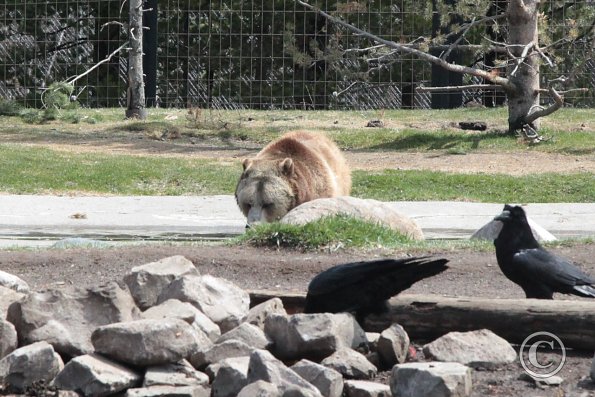 Yellowstone Wolf and Grizzly Center
