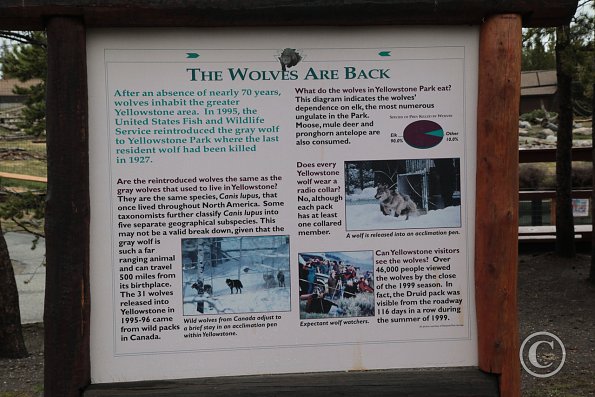 Yellowstone Wolf and Grizzly Center