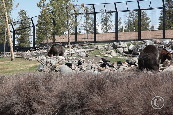 Yellowstone Wolf and Grizzly Center