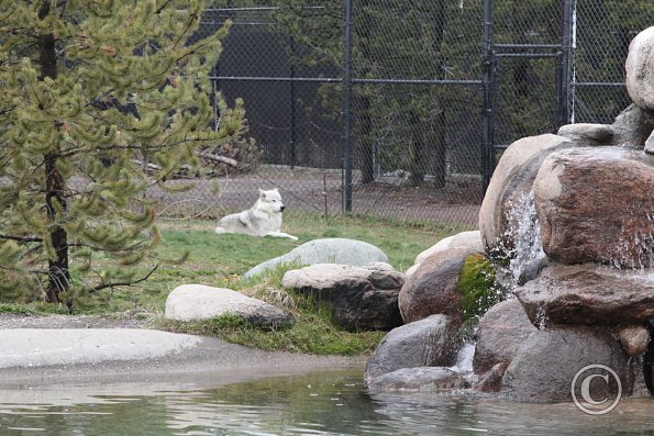 Yellowstone Wolf and Grizzly Center