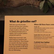 Yellowstone Wolf and Grizzly Center