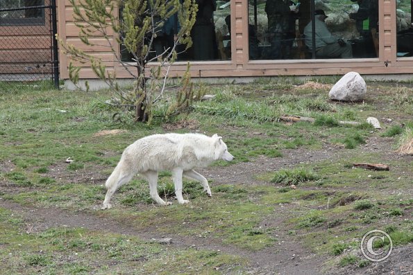 Yellowstone Wolf and Grizzly Center