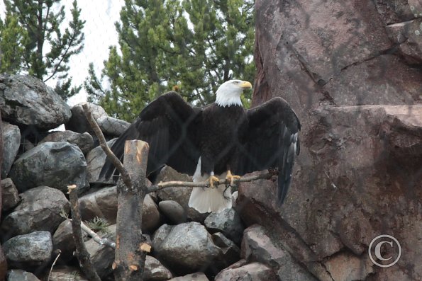 Yellowstone Wolf and Grizzly Center