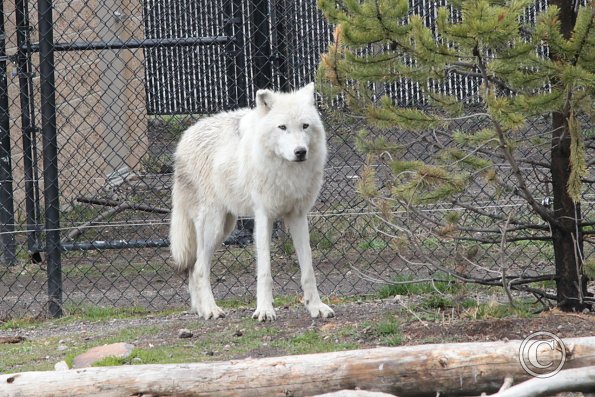 Yellowstone Wolf and Grizzly Center