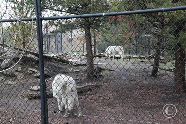 Yellowstone Wolf and Grizzly Center