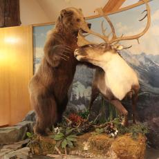 Yellowstone Wolf and Grizzly Center