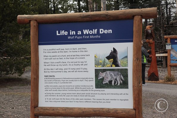 Yellowstone Wolf and Grizzly Center