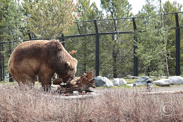 Yellowstone Wolf and Grizzly Center