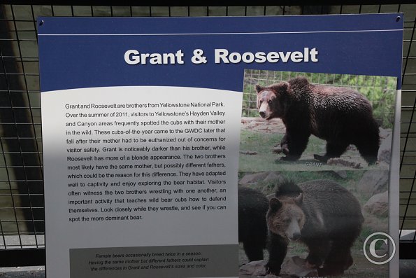 Yellowstone Wolf and Grizzly Center