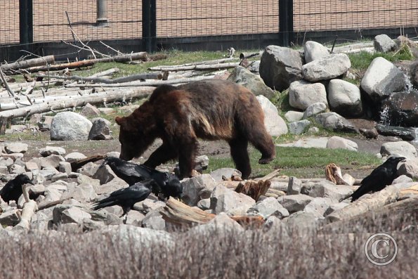 Yellowstone Wolf and Grizzly Center