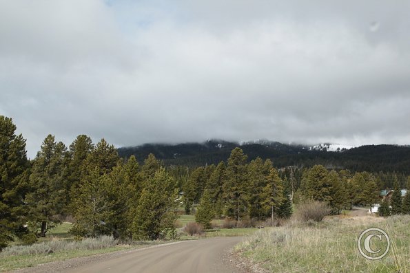 Yellowstone Wolf and Grizzly Center
