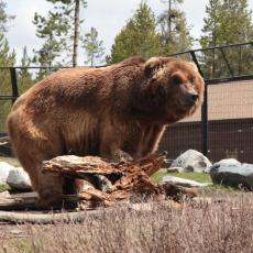 Yellowstone Wolf and Grizzly Center