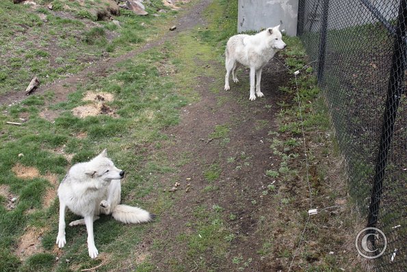 Yellowstone Wolf and Grizzly Center