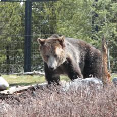 Yellowstone Wolf and Grizzly Center
