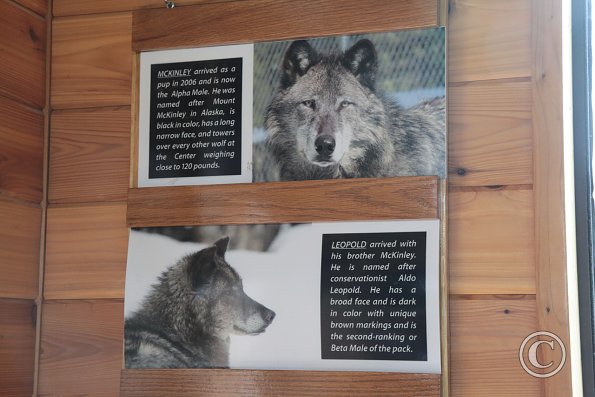 Yellowstone Wolf and Grizzly Center