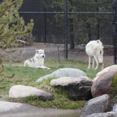 Yellowstone Wolf and Grizzly Center