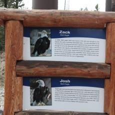 Yellowstone Wolf and Grizzly Center