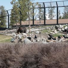 Yellowstone Wolf and Grizzly Center