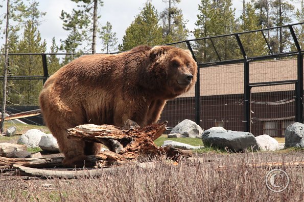 Yellowstone Wolf and Grizzly Center