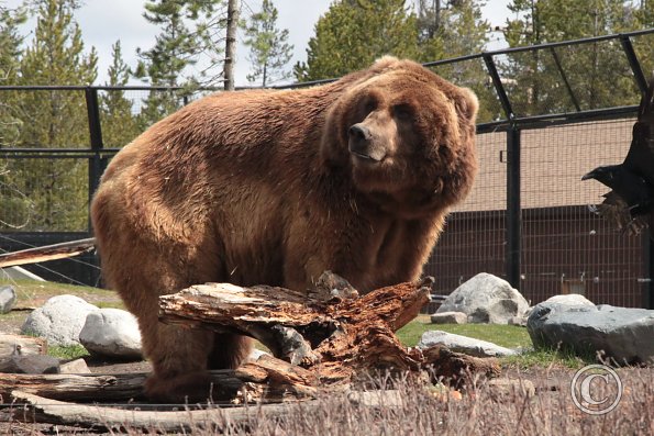 Yellowstone Wolf and Grizzly Center