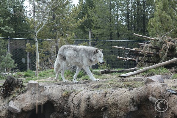 Yellowstone Wolf and Grizzly Center