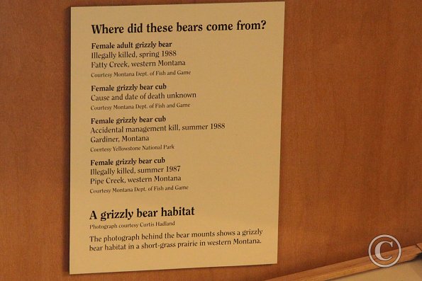 Yellowstone Wolf and Grizzly Center