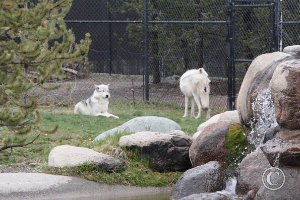 Yellowstone Wolf and Grizzly Center