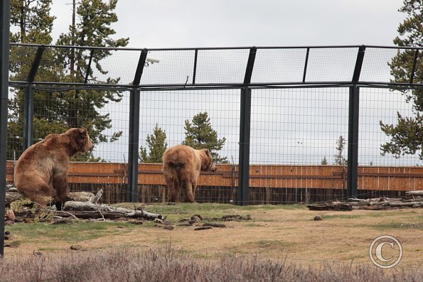 Yellowstone Wolf and Grizzly Center