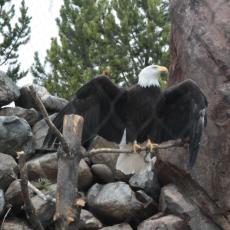 Yellowstone Wolf and Grizzly Center