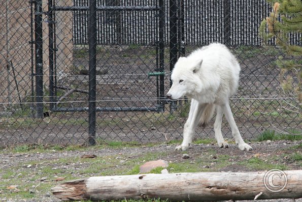 Yellowstone Wolf and Grizzly Center