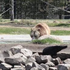 Yellowstone Wolf and Grizzly Center