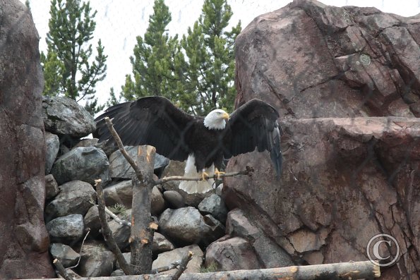 Yellowstone Wolf and Grizzly Center