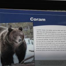 Yellowstone Wolf and Grizzly Center