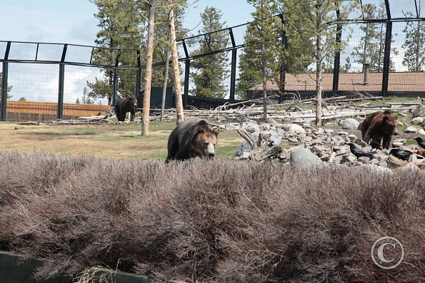 Yellowstone Wolf and Grizzly Center